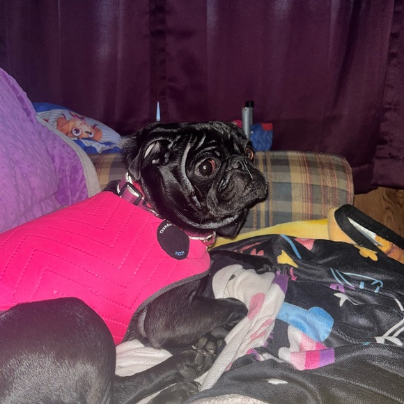 Meet your Posher, Reignah - Picture 1 of 1